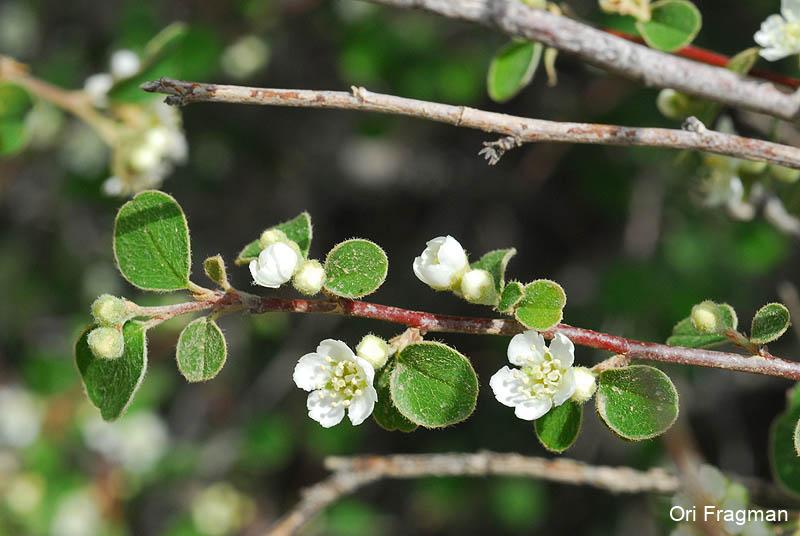 Coinwort Cotoneaster, Nummular-leaved Cotoneaster