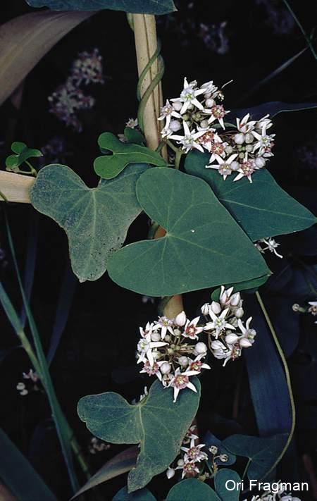 Climbing-vine, Strangle-vine, Stranglewort, Swallowwort (genus)