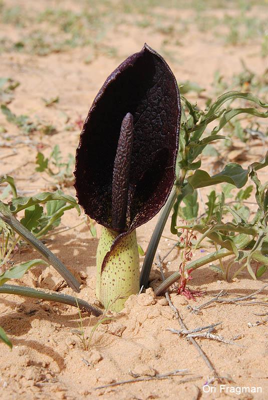 Black calla, Cuckoo-plant (genus), Priest's hood, Solomon's lily