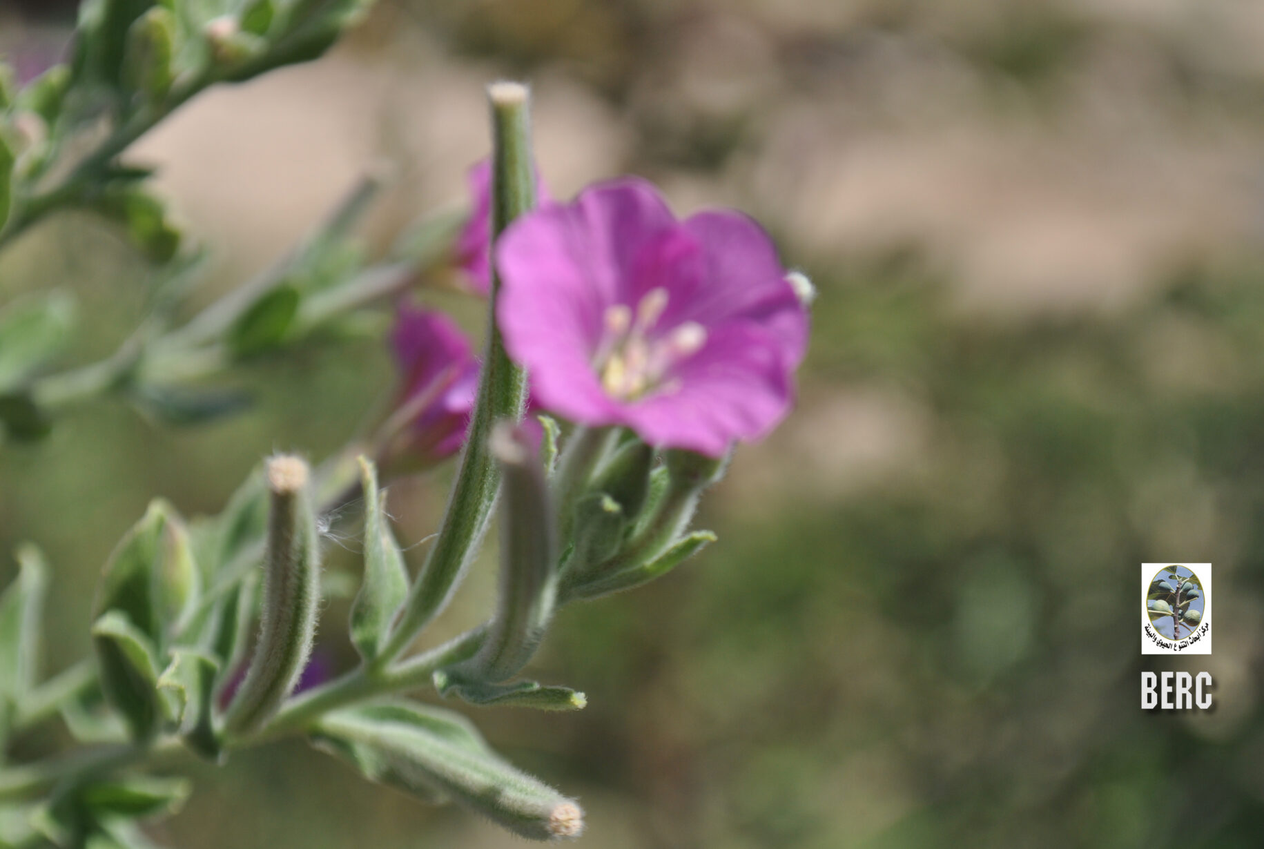 Great Willow-herb