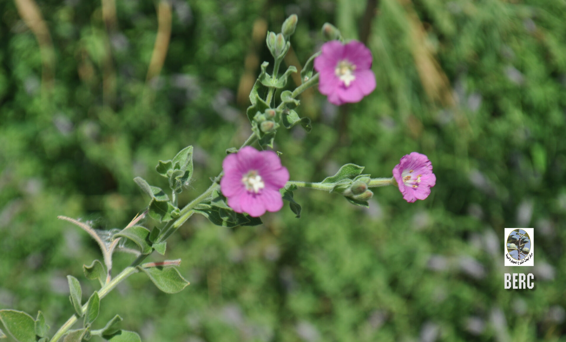 Great Willow-herb