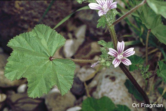Buttonweed, Cheeseplant, Cheeseweed, Common Mallow, Dwarf Mallow Round-leaf Mallow
