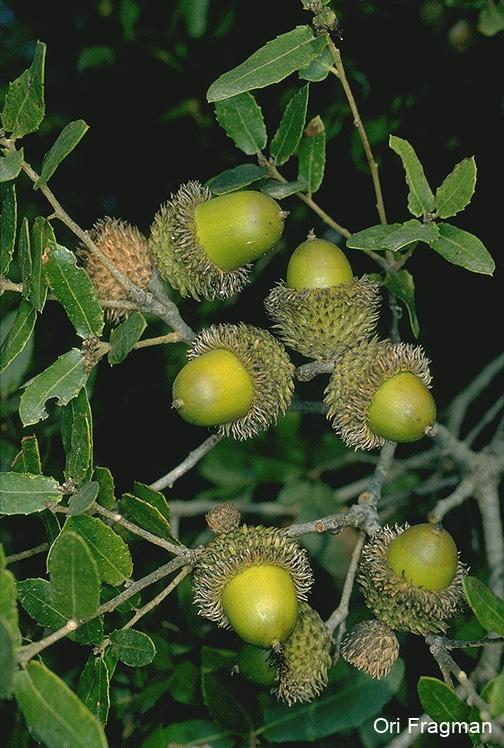 Kermes Oak, Palestine Oak
