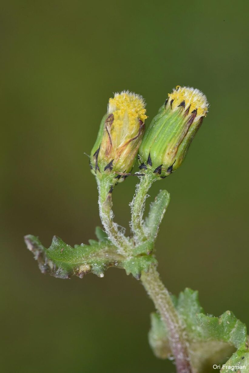 Common Groundsel, Groundsel, Old-man-in-the-spring