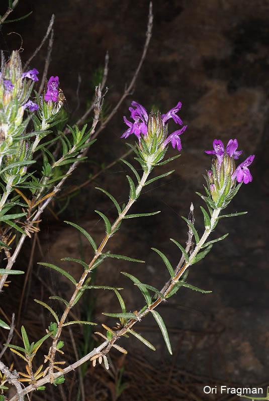 Conehead Thyme, Headed Savory, Israeli Thyme Mediterranean Thyme