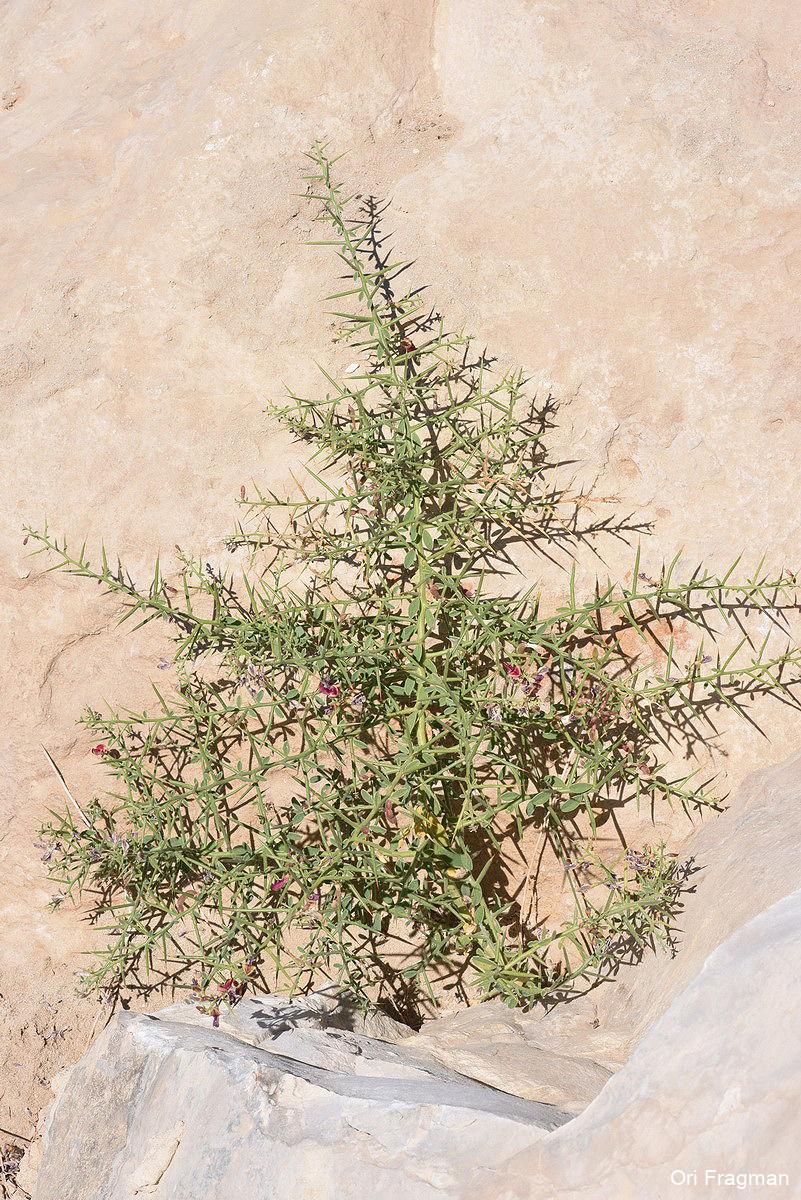 Camel Thorn, Manna Tree, Persian Manna Plant