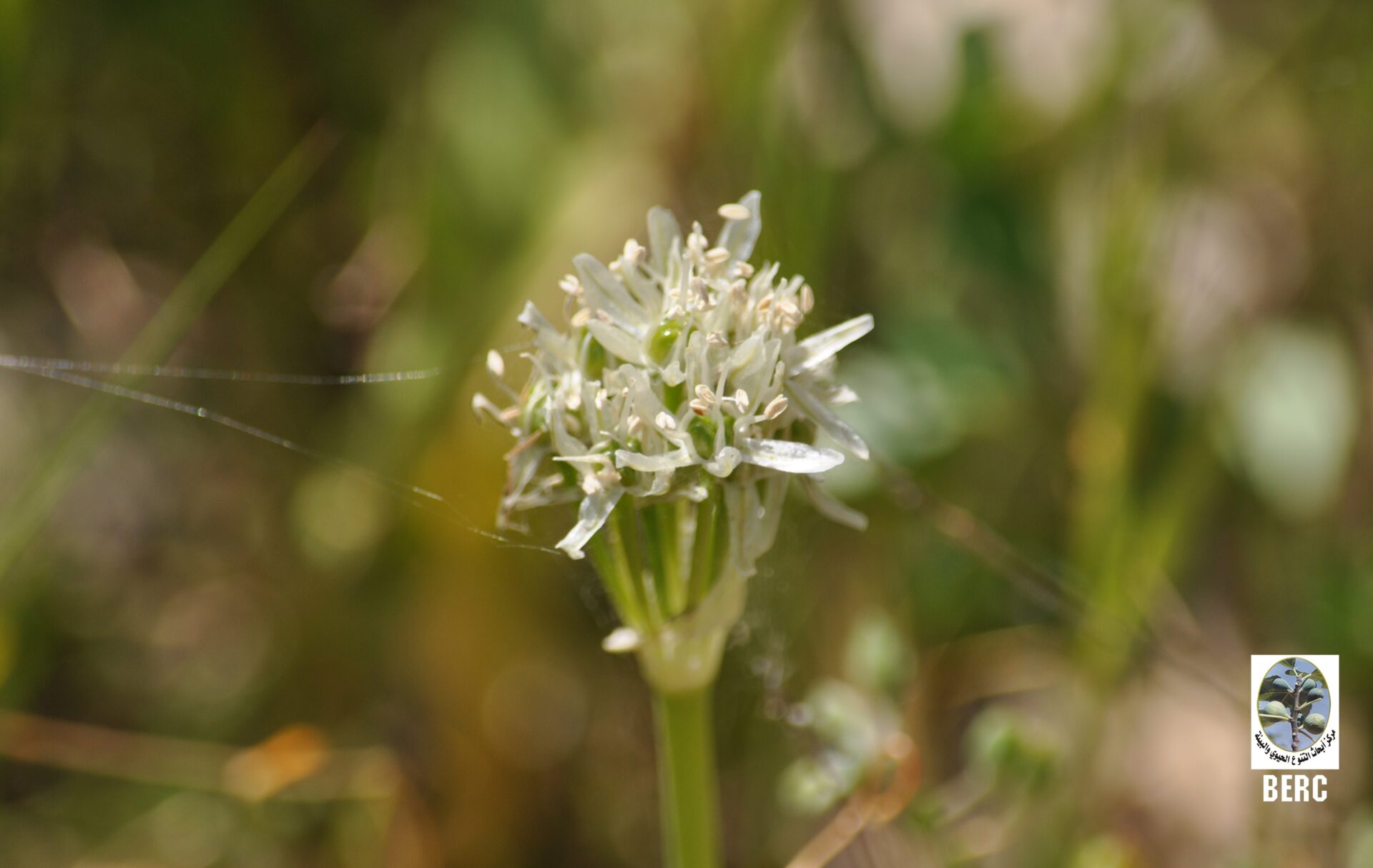 Erdel's Garlic