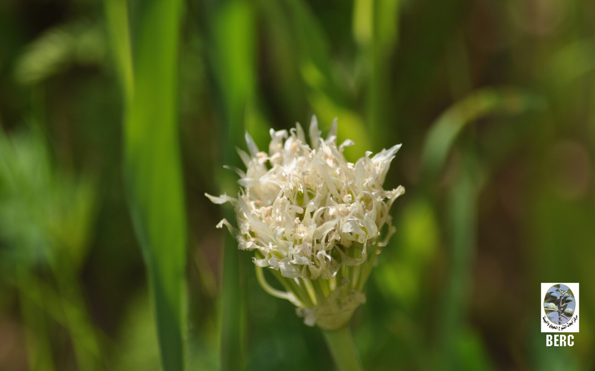 Erdel's Garlic