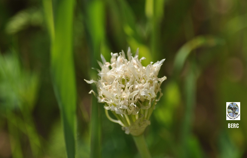 Erdel's Garlic