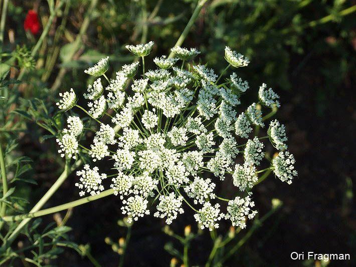 Bishop's Weed, Bullwort, False Bishop`s Weed, Greater Ammi, Lady'`s Lace
