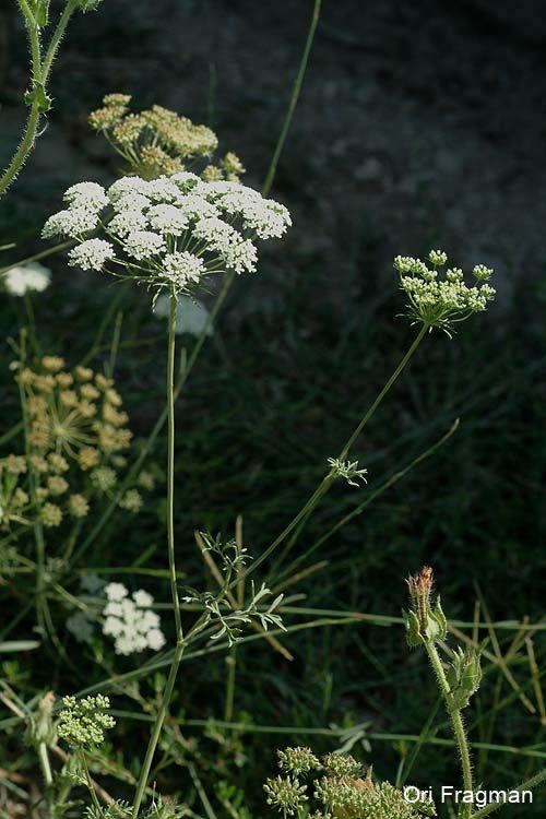 Bishop's Weed, Bullwort, False Bishop`s Weed, Greater Ammi, Lady'`s Lace