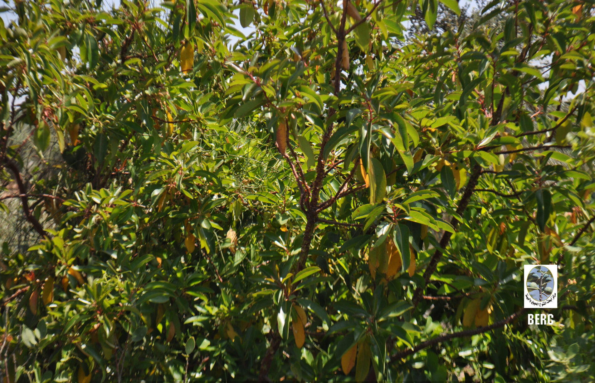 Arbutus, Eastern Strawberry Tree, Greek Strawberry Tree, Oriental Strawberry Tree