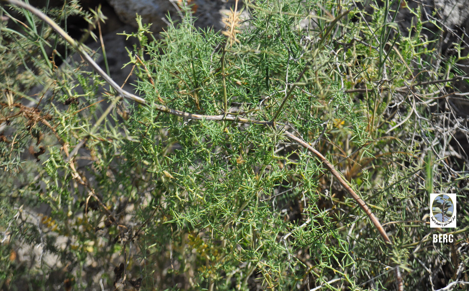 Mediterranean Asparagus, Prickly Asparagus