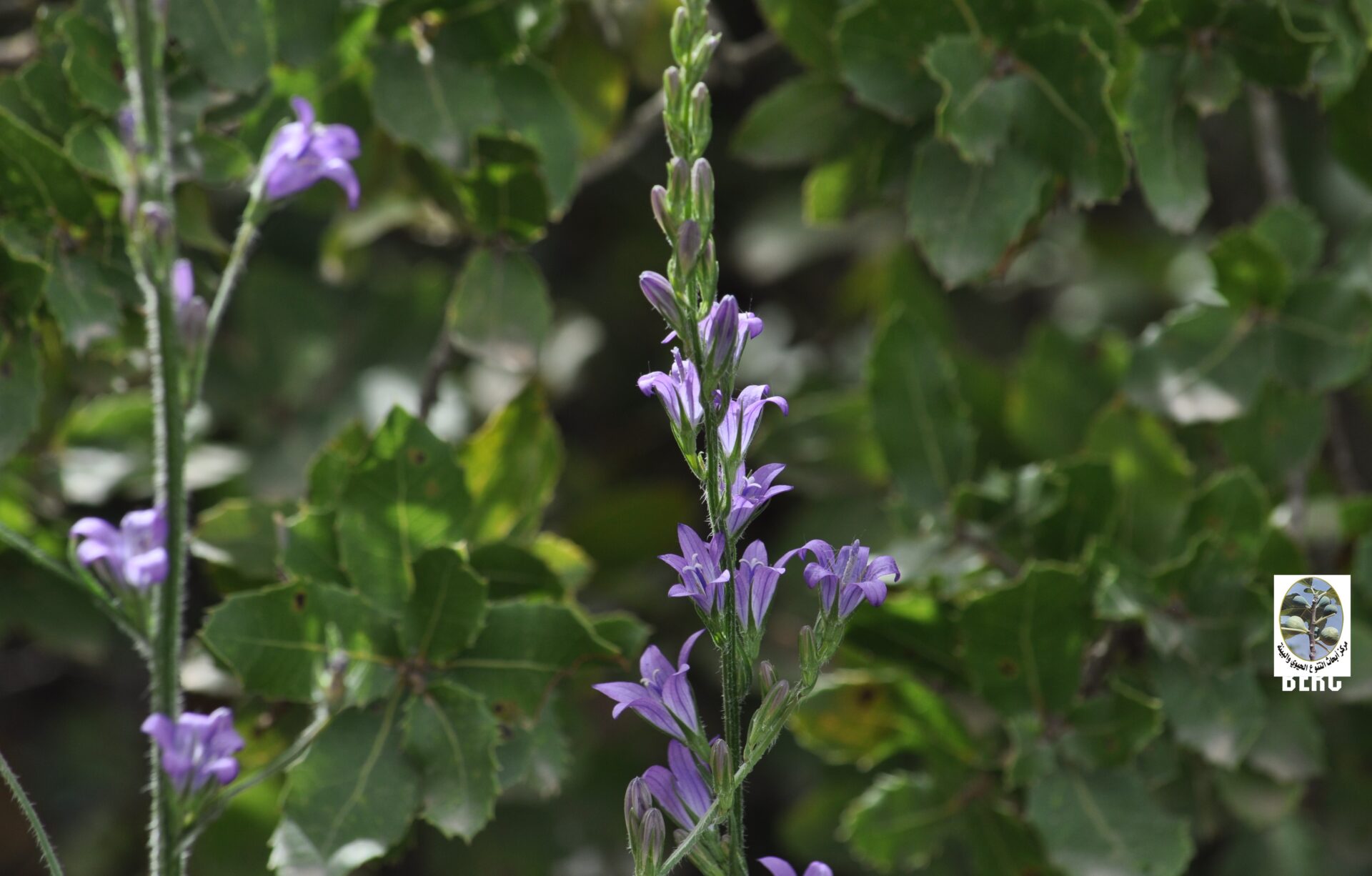 Rampion, Rampion Bellflower