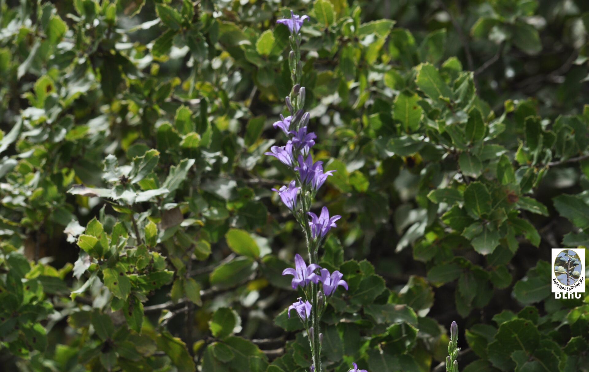 Rampion, Rampion Bellflower