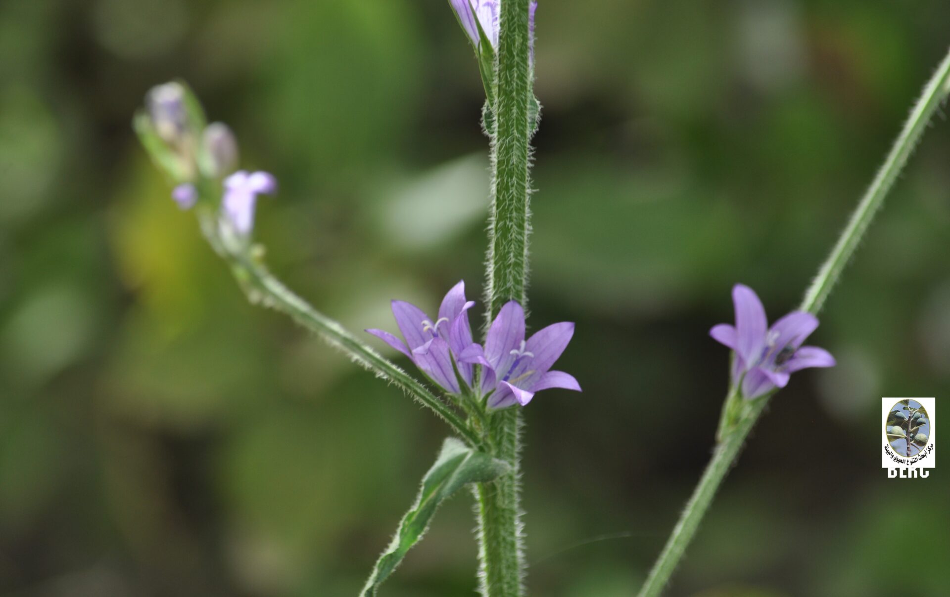 Rampion, Rampion Bellflower