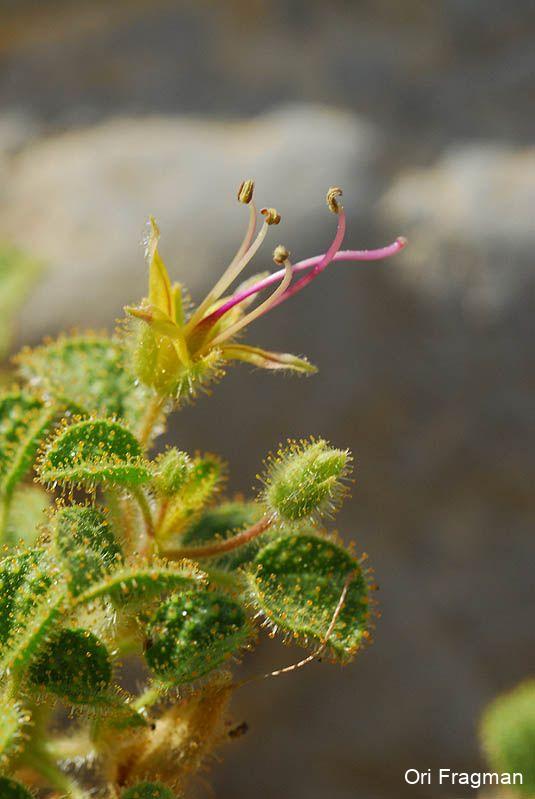 Beeplants (genus), Spiderflower