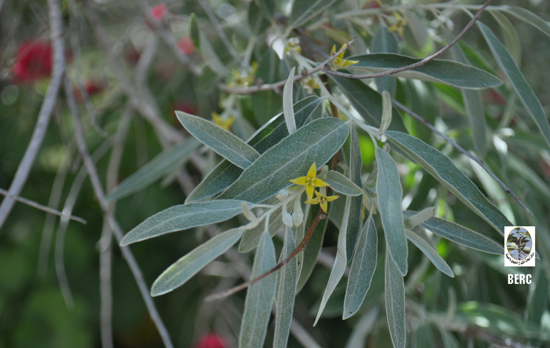 Oleaster (genus), Persian Olive, Russian Olive, Russian Silver-berry