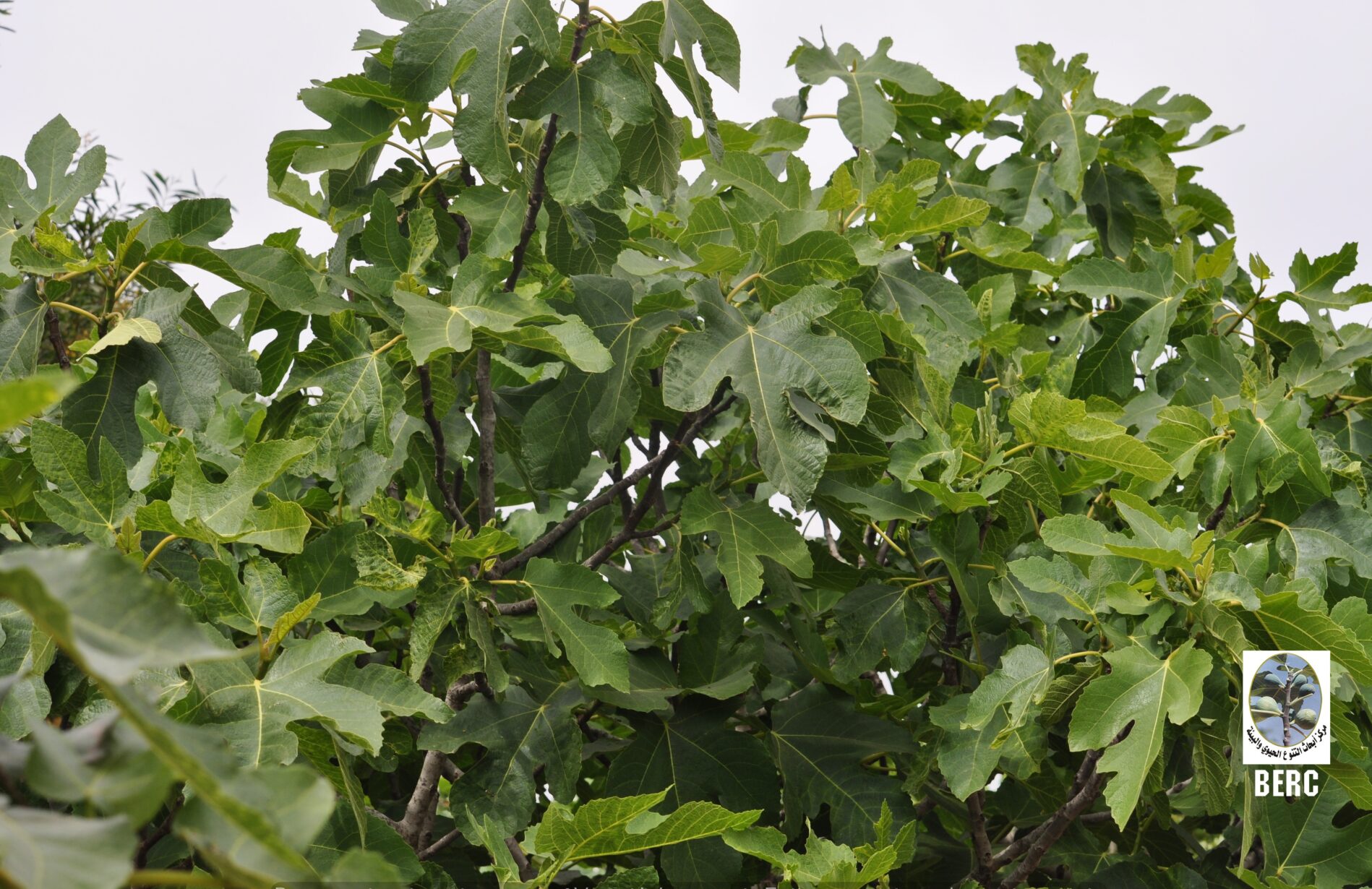 Fig, Fig Tree