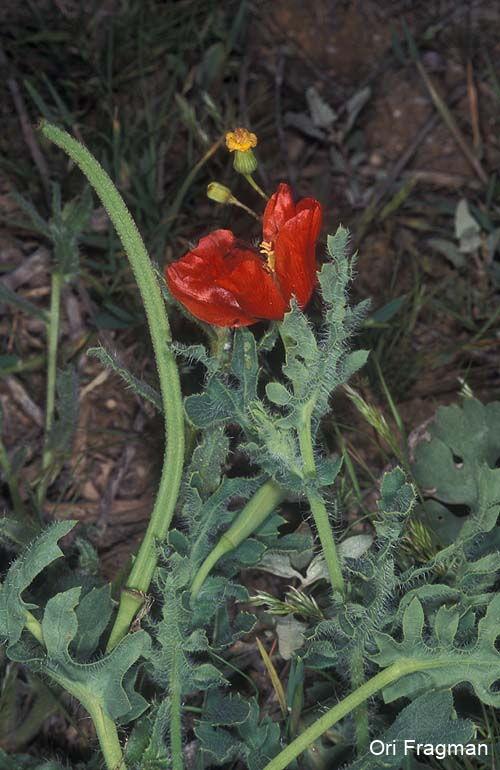 Blackspot Horn-poppy, Glaucium phoenicium, Red Horned-poppy