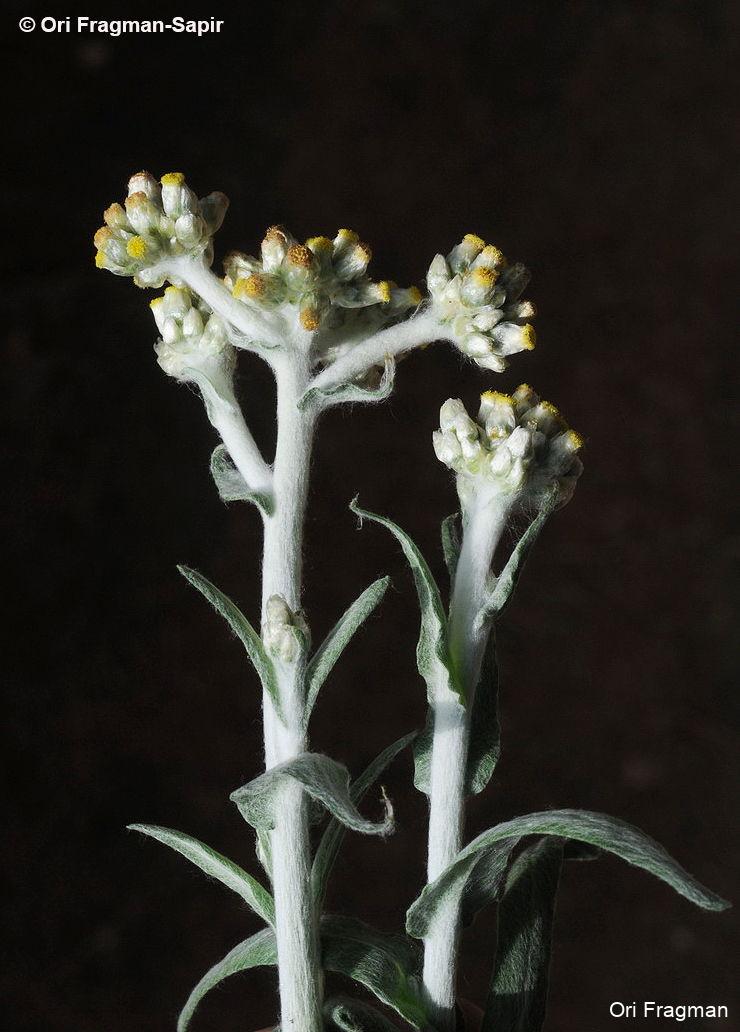 Cat`s paw, Jersey Cudweed