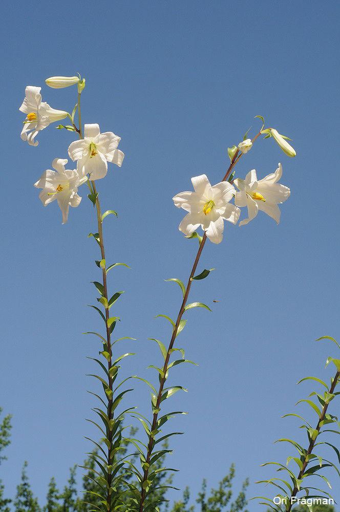 Madonna Lily, White Lily