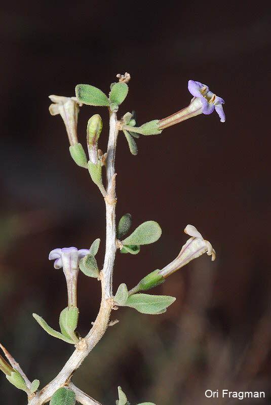 Arabian Box-Thorn, Desert Thorn(genus)  