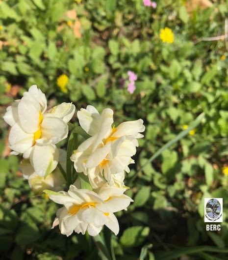 Bunch-flowered Daffodil, Cream Narcissus