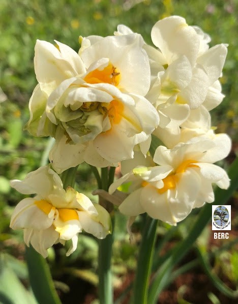 Bunch-flowered Daffodil, Cream Narcissus