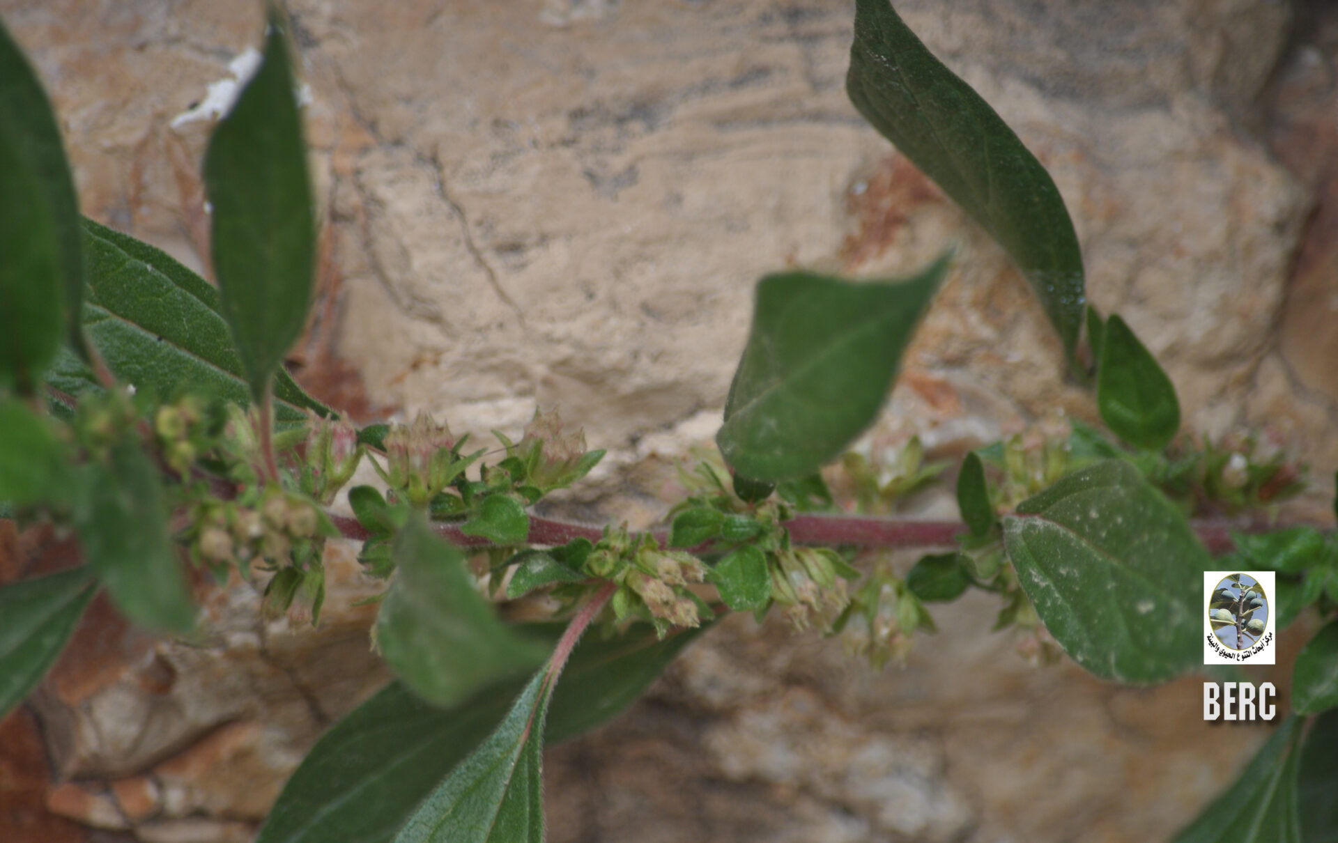 Pellitory-of-the-wall, Spreading Pellitory