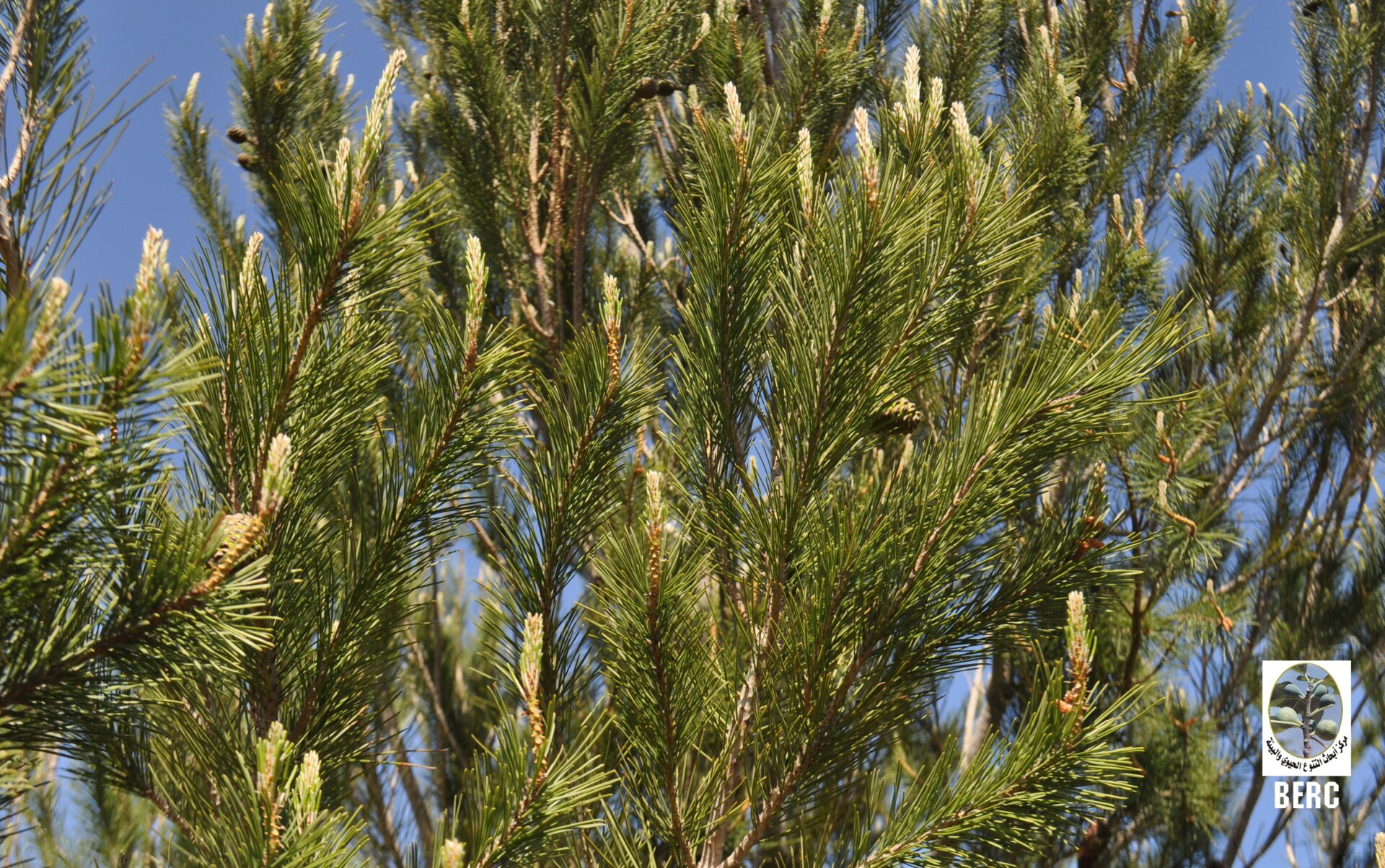 Aleppo Pine