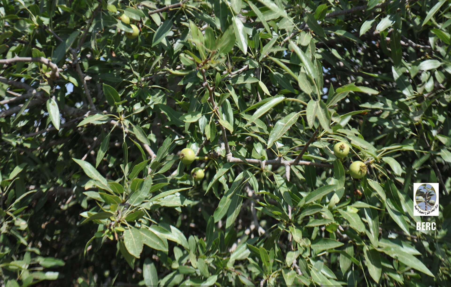 Syrian Pear