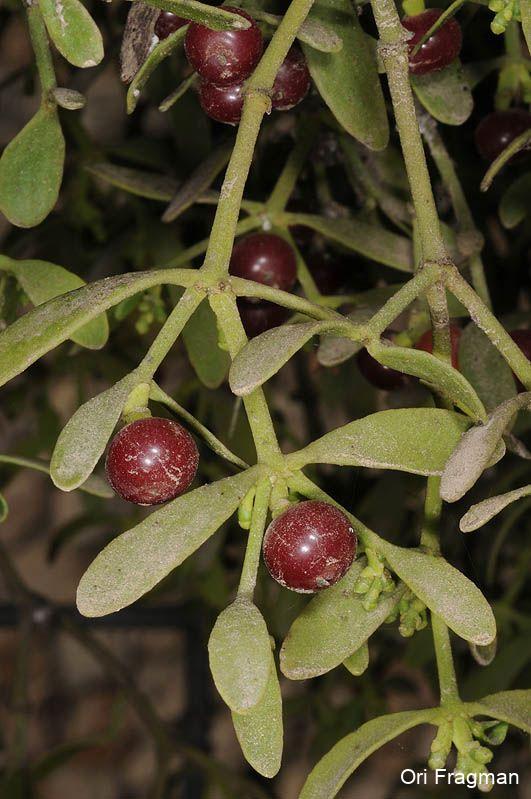 Red-berry Mistletoe