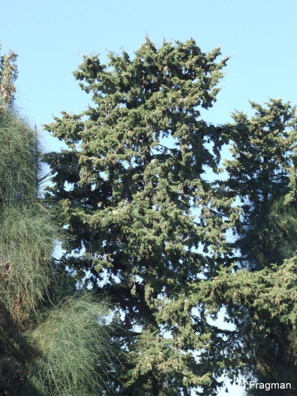 Common Cypress, Italian Cypress, Mediterranean Cypress, Pencil Pine, Persian Cypress, Tuscan Cypress